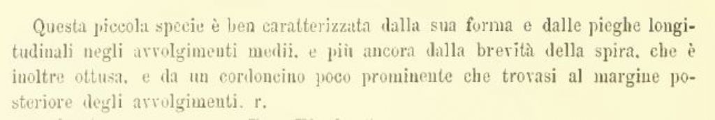 Mitra minima G. Seguenza